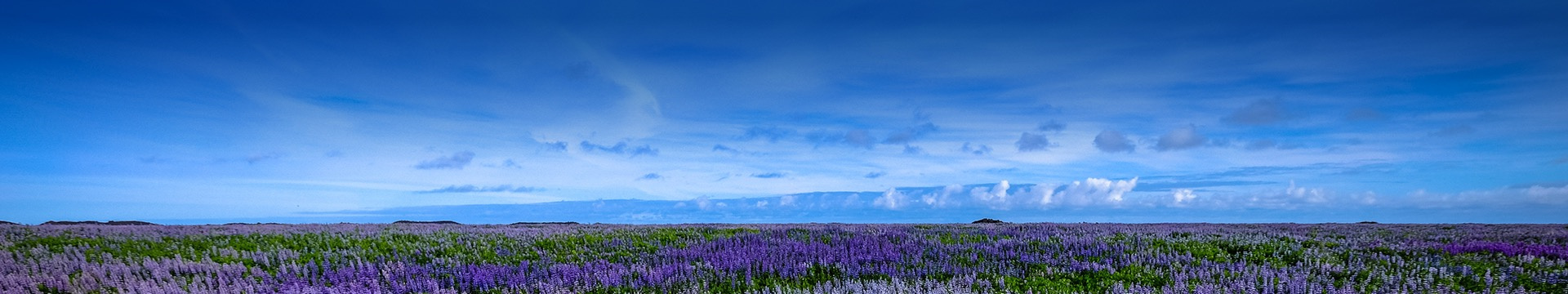 邯郸赵王安养园
